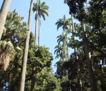 Rio de Janeiro Palm Trees