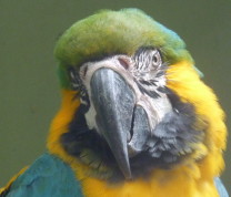 Wildlife Conservation Arara Parrot