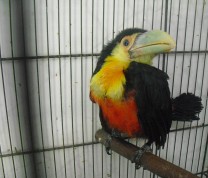 Wildlife Conservation Baby Toucan