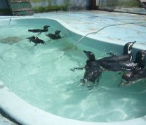 Wildlife Conservation Duck Swimming
