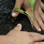 Community-Center-Gardening-Hands-Pl.jpg