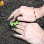 Community-Center-Gardening-Hands1-1.jpg