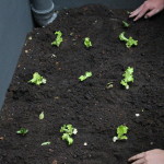 Community-Center-Gardening-Planting.jpg