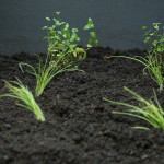 Community-Center-Gardening-Plants-1.jpg