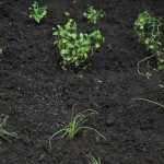 Community-Center-Gardening-The-1.jpg