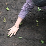 Community-Center-Gardening-The-Star.jpg