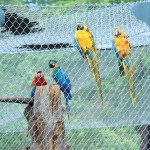 Community-Center-Wild-Life-Birds-15.jpg