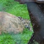 Community-Center-Wild-Life-Visit-Wi.jpg