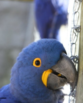 Wildlife rescue centerWildlife rescue center 10