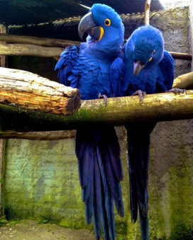 Wildlife rescue centerWildlife rescue center 13