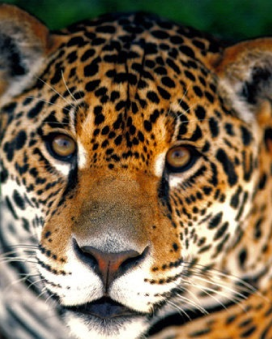 Wildlife rescue centerWildlife rescue center 20