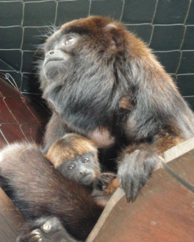 Wildlife rescue centerWildlife rescue center 9