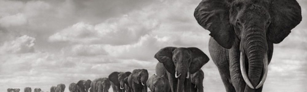 Sebastião Salgado